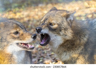 Golden Jackals (Canis Aureus) Are Fighting