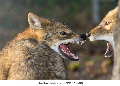 Golden Jackals (Canis Aureus) Are Fighting