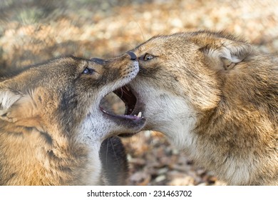 Golden Jackals (Canis Aureus) Are Fighting