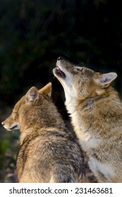 Golden Jackals (Canis Aureus) In A Forest