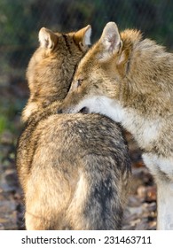 Golden Jackals (Canis Aureus) In A Forest