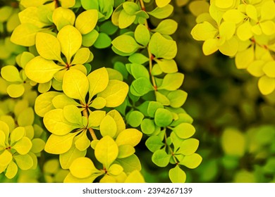Golden Japanese barberry yellow green leaves, Berberis thunbergii Aurea foliage background