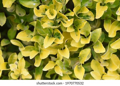 Japanese Spindle Tree High Res Stock Images Shutterstock