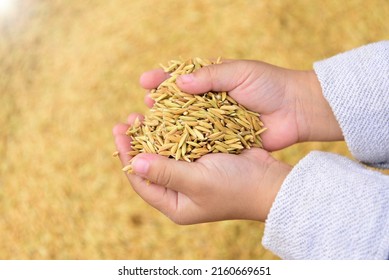 The golden jasmine rice was in a child's hand. to be the next peasant's heir The concept of an heir who will inherit the career of a Thai farmer Young farmer, farmer's child, organic rice, jasmine ric