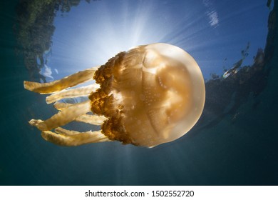金色のクラゲ マスティギアス パプアは 遠く離れた熱帯のラジャ アンパット島 インドネシア の中で太陽の下を照らす この赤道領域は海洋生物の多様性の中心かもしれません 写真素材 Shutterstock 金色のクラゲ マスティギアス パプアは 遠く離れた熱帯のラジャ アンパット島 インドネシア の中で太陽の下を照らす この赤道領域は海洋生物の多様性の中心かもしれません 写真素材 Shutterstock