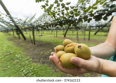 Golden Kiwifruit In New Zealand Area Te Puke.