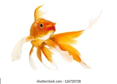 Golden Koi Fish Isolated On White Background.