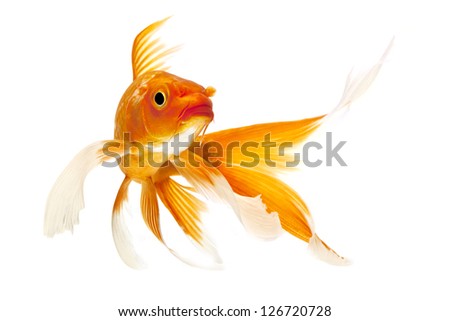 Golden koi fish isolated on white background.