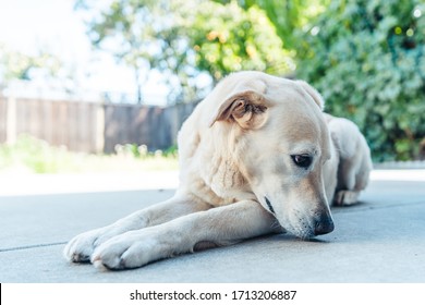 Golden Lab (dog) Laying Down Enjoying A Nice Sunny Day In Northern California In The Summer Time