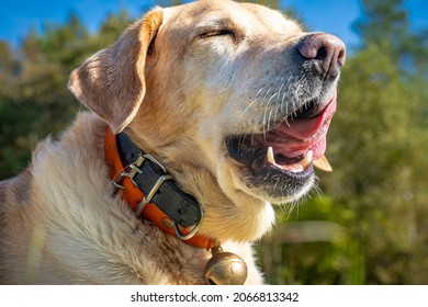 Golden Lab Dog Yawning At Sunrise