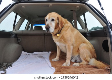 Golden lab or Labrador sitting in the back of a car. Old dog in the boot of a car. Old dog sitting in hatchback or wagon style car.
