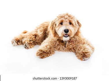 Golden Labradoodle dog isolated on white background