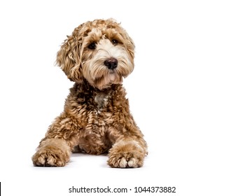 Golden Labradoodle laying down with closed mouth and looking sideways  isolated on white background