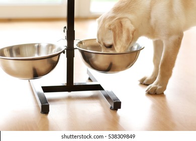 Golden Labrador Dog Eating From Bowl Indoors