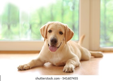 Golden Labrador dog lying on floor in room