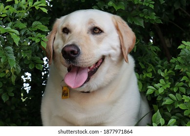 Golden Labrador Dog Named Posh For Its Adorably Soft 'Posh' Coat