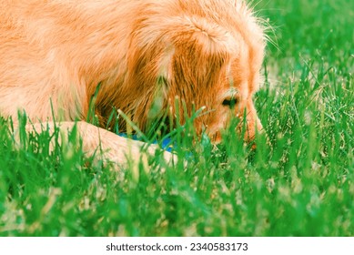 Golden labrador dog sniffing the grass. Golden retriever sniffs grass on a walk.Young Golden Retriever sniffs green grass in the summer.Close-up.