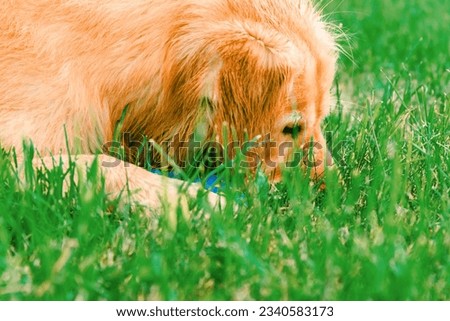 Golden labrador dog sniffing the grass. Golden retriever sniffs grass on a walk.Young Golden Retriever sniffs green grass in the summer.Close-up.