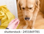 Golden labrador retriever dog does not eat pet food.