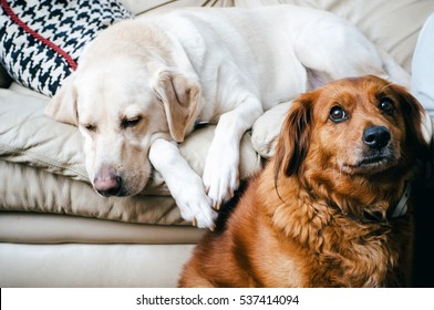 Golden Labrador Retriever Lounging On A White Leather Sofa With Houndstooth Pillow Behind Him With A Nova Scotia Duck Tolling Retriever Looking Hopeful And Relaxed At Home With Soft Lighting.