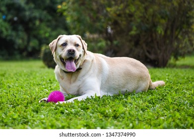 
Golden Labrador Retriever on green grass with a pink ball