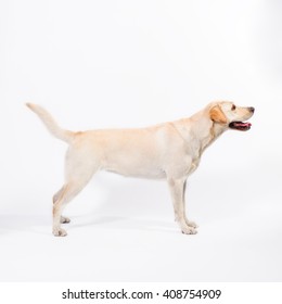 Golden Labrador - Retriever On A White Background In Studio