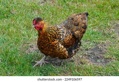 A golden laced Wyandotte chicken walking on grass. - Shutterstock ID 2249106597