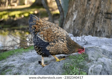 Golden laced Wyandottes chicken on a farm with free-ranging animals