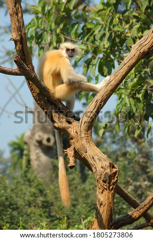 Golden Langur (Trachypithecus geei) or Golden Monkey sitting in a tree branch