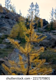 A Golden Larch Tree In Fall