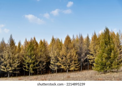 Golden Larch Trees In Autumn.