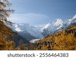 Golden larch trees in autumn, set in the Swiss Engadin region near Morteratsch Valley, with the Bernina Group mountains in the background.