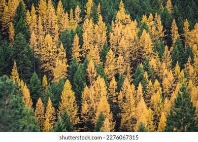 Golden larches in the fall surrounded by evergreen trees.