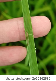 Golden leaf roller another important pest of rice