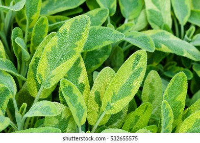 Golden Leaf Sage Herb Spice Tea Plant Icterina Officinalis Salvia Lamiaceae Closeup 