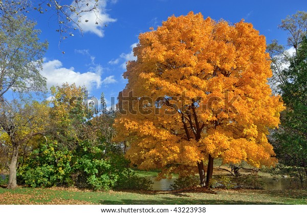 Golden Leaf Tree Stock Photo Edit Now