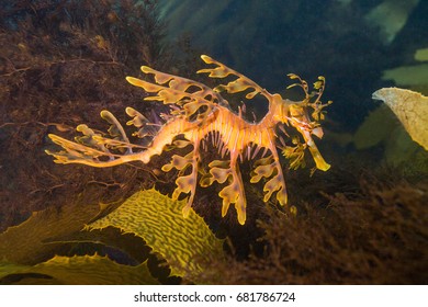Leafy Sea Dragon Images Stock Photos Vectors Shutterstock