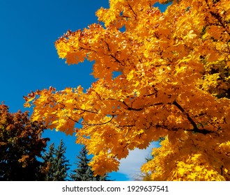 Golden Leaves - An autumn maple scene - Dry Canyon - Redmond, OR - Shutterstock ID 1929637541