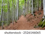 Golden leaves blanket the forest floor, as the cool autumn breeze rustles through towering trees in the serene Black Forest near Riehen, Switzerland