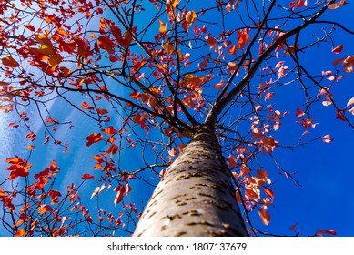 Golden Leaves Of A Cherry Tree Against The Blue Sky On Campus Of University College Dublin, Dublin, Ireland