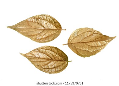 Golden Leaves Isolated On White. Christmas Decoration.