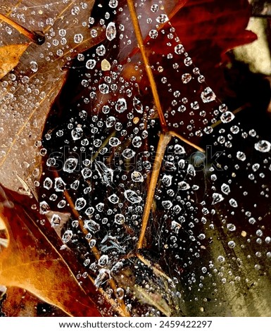 Similar – Image, Stock Photo After the rain Plant Earth