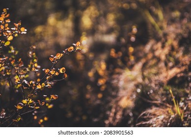 Golden leaves in sunshine on background of autumn forest bokeh. Minimalist nature backdrop with sunlit yellow foliage in fall time. Scenic minimalism in autumn colors. Orange leaves in fall colors.