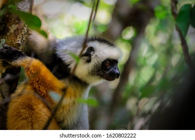 Golden Lemur Profile Of Madagascar