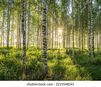 Golden light in the birch forest