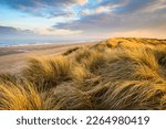 Golden Light on Marram Grass in Druridge Bay, located on the North Sea in Northumberland