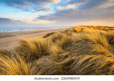 Golden Light on Marram Grass in Druridge Bay, located on the North Sea in Northumberland's AONB in England, it is a 7 miles long bay between Amble and Cresswell - Powered by Shutterstock