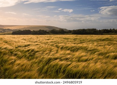 Golden light on wheat fields Butts Brow South Downs Jevington east Sussex south East England UK - Powered by Shutterstock