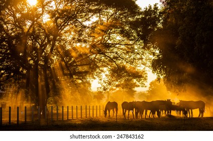  Golden Light In The Stables