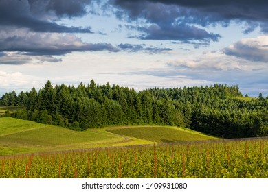 The Golden Light Of Sunset Illuminates A Landscape Of Vineyards Contrasted With Lush, Green Forest In Oregon's Willamette Valley Wine Country